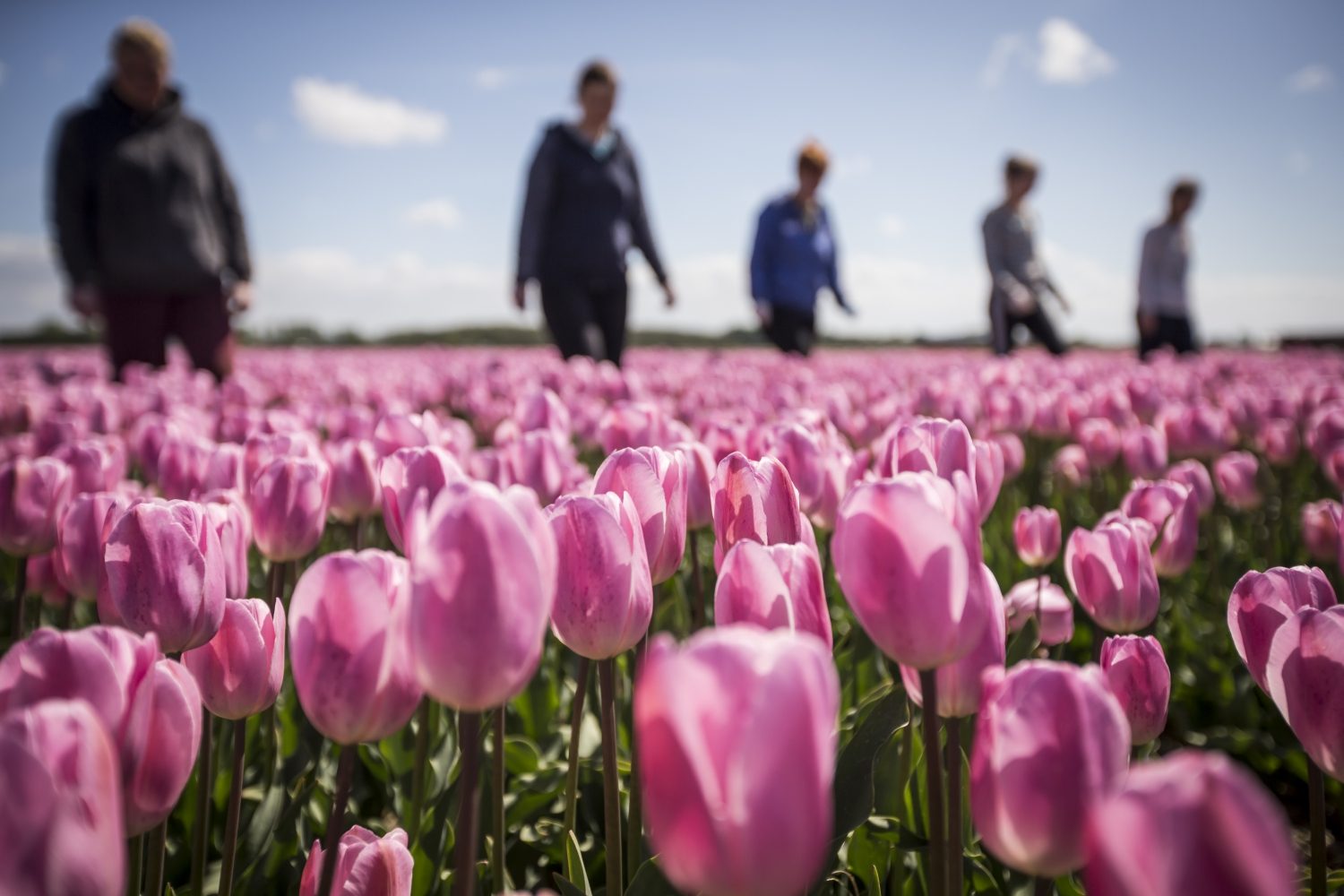 seasonal-work-working-in-flower-fields-flexible-human-services